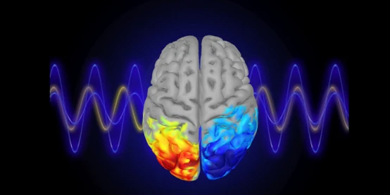 PHENIBUT BRAIN PHENIBUT BRAIN
