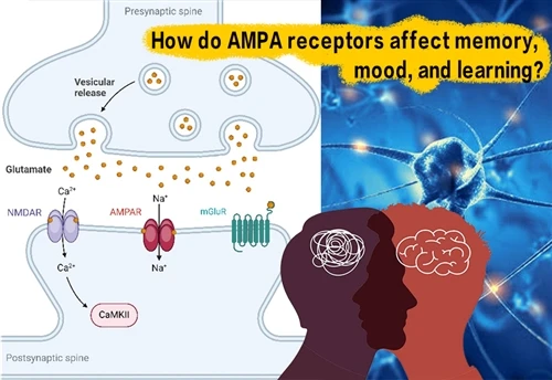 AMPA受容体は記憶、気分、学習にどのような影響を与えるのか