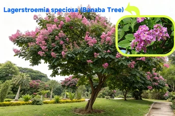 52Lagerstroemia speciosa Banaba Tree 52Lagerstroemia speciosa Banaba Tree